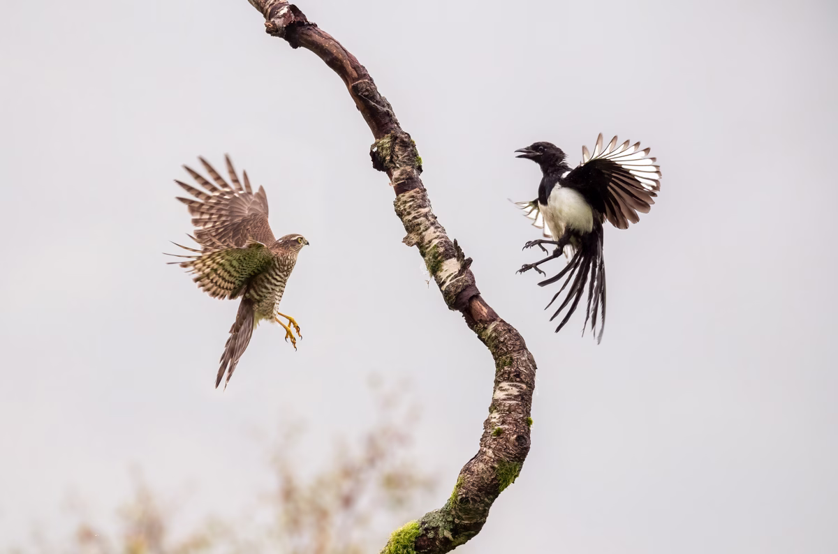 Dueling sparrowhawk and magpie