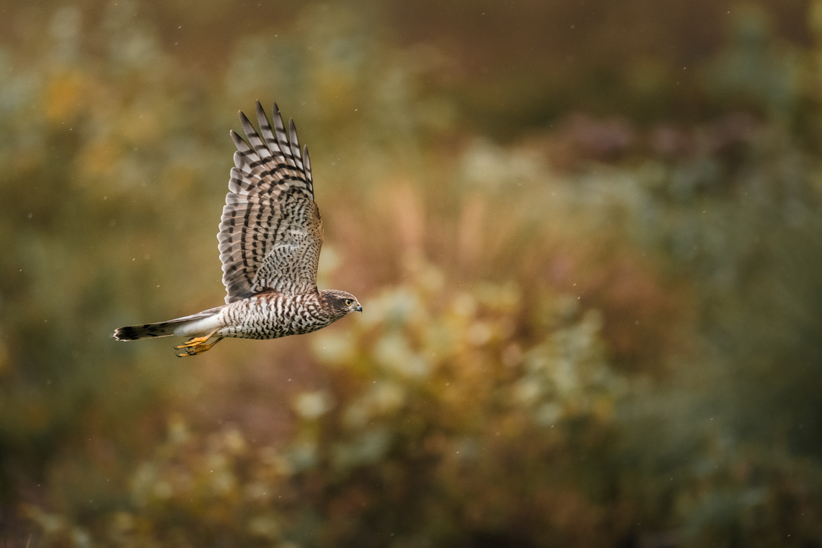 Sparrowhawk flying over the autumn marsh