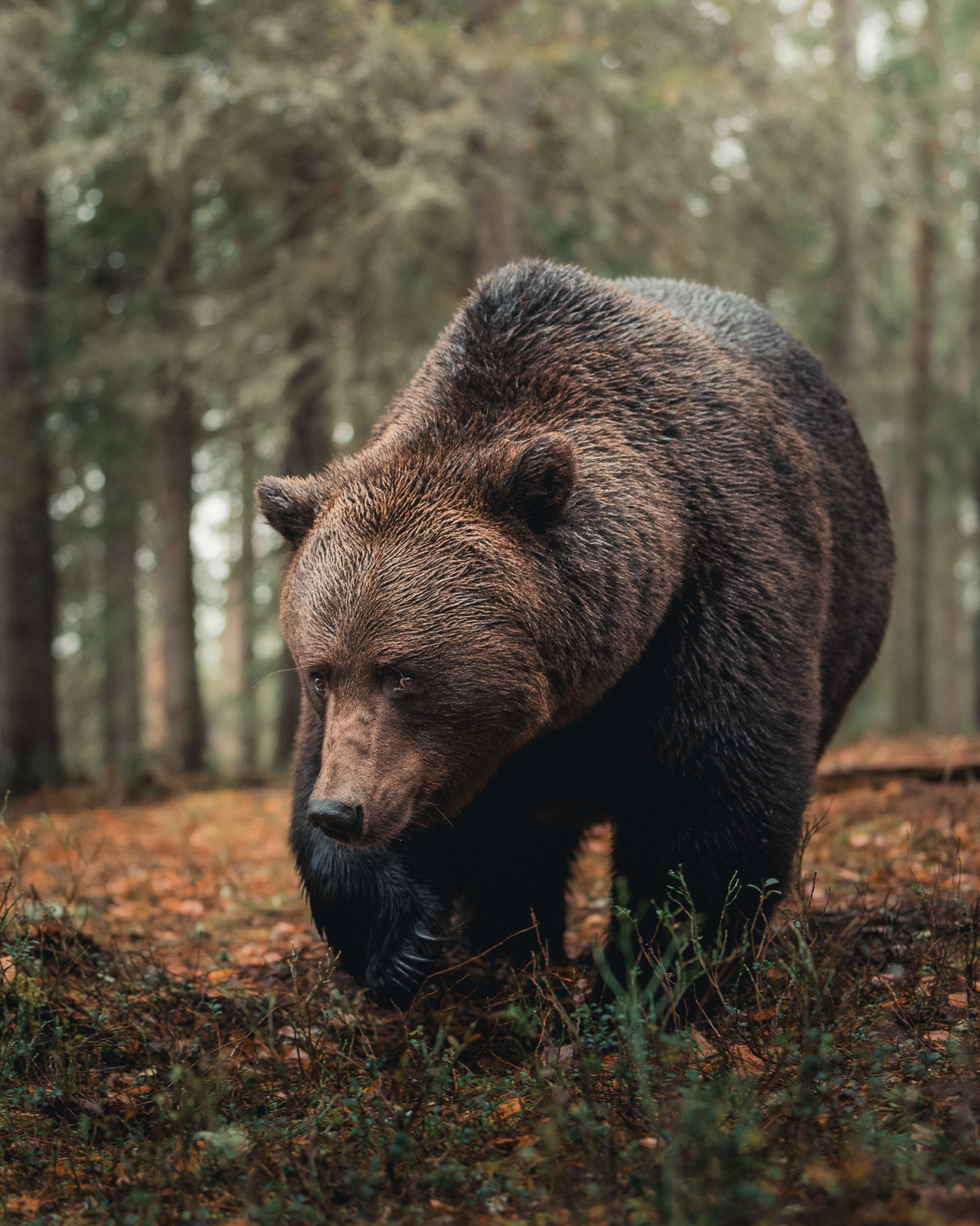 The gentle walk of the brown bear