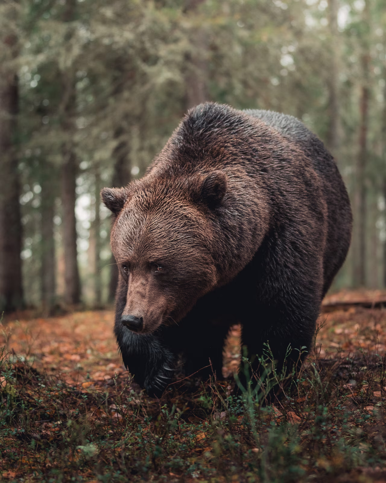 The gentle walk of the brown bear