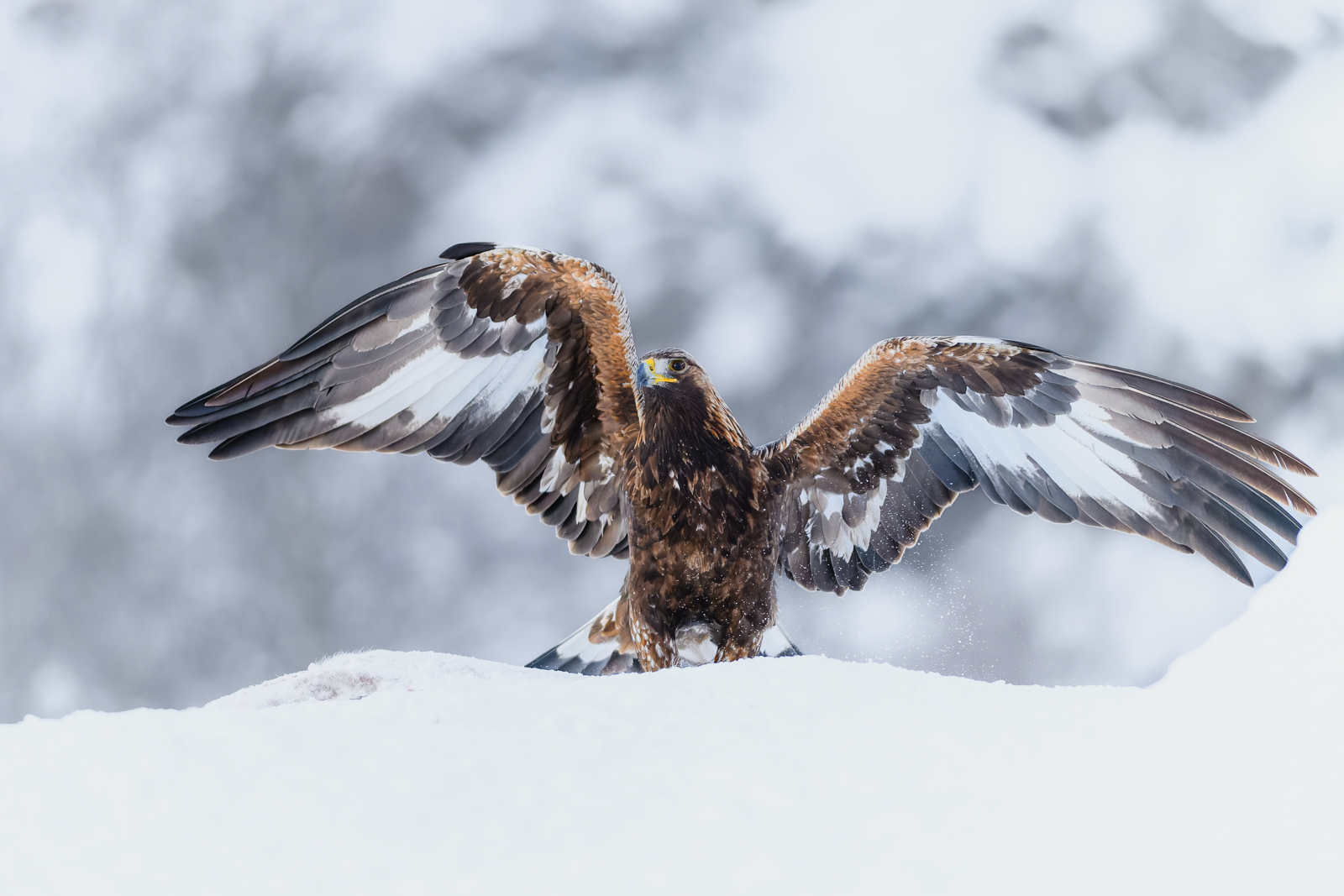 Young golden eagle in the winter mountain