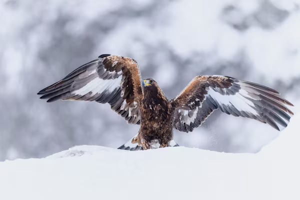 Young golden eagle in the winter mountain
