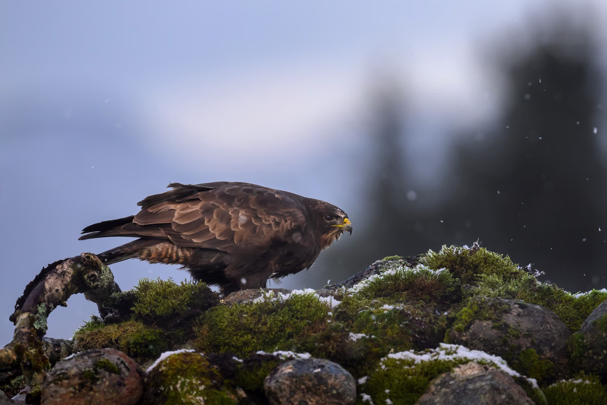 Common buzzard on the stone wall