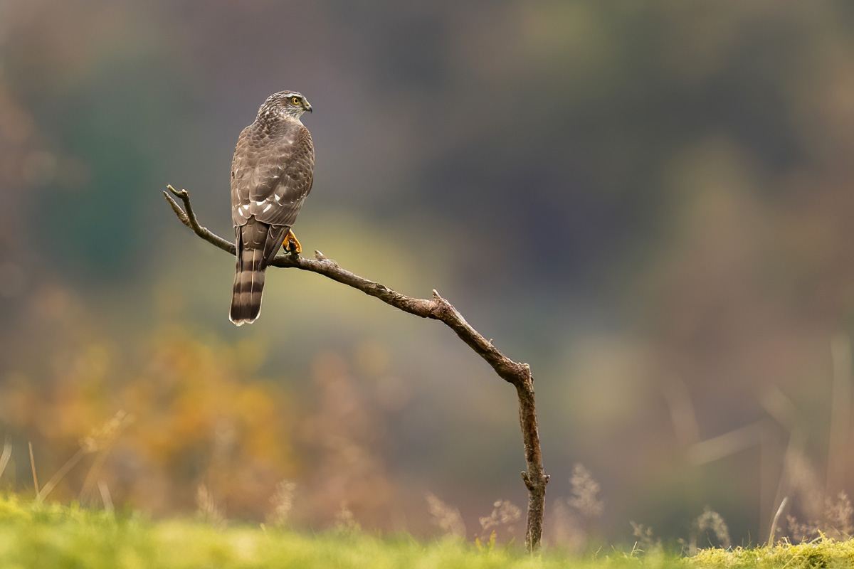 Sparrowhawk resting on a stick