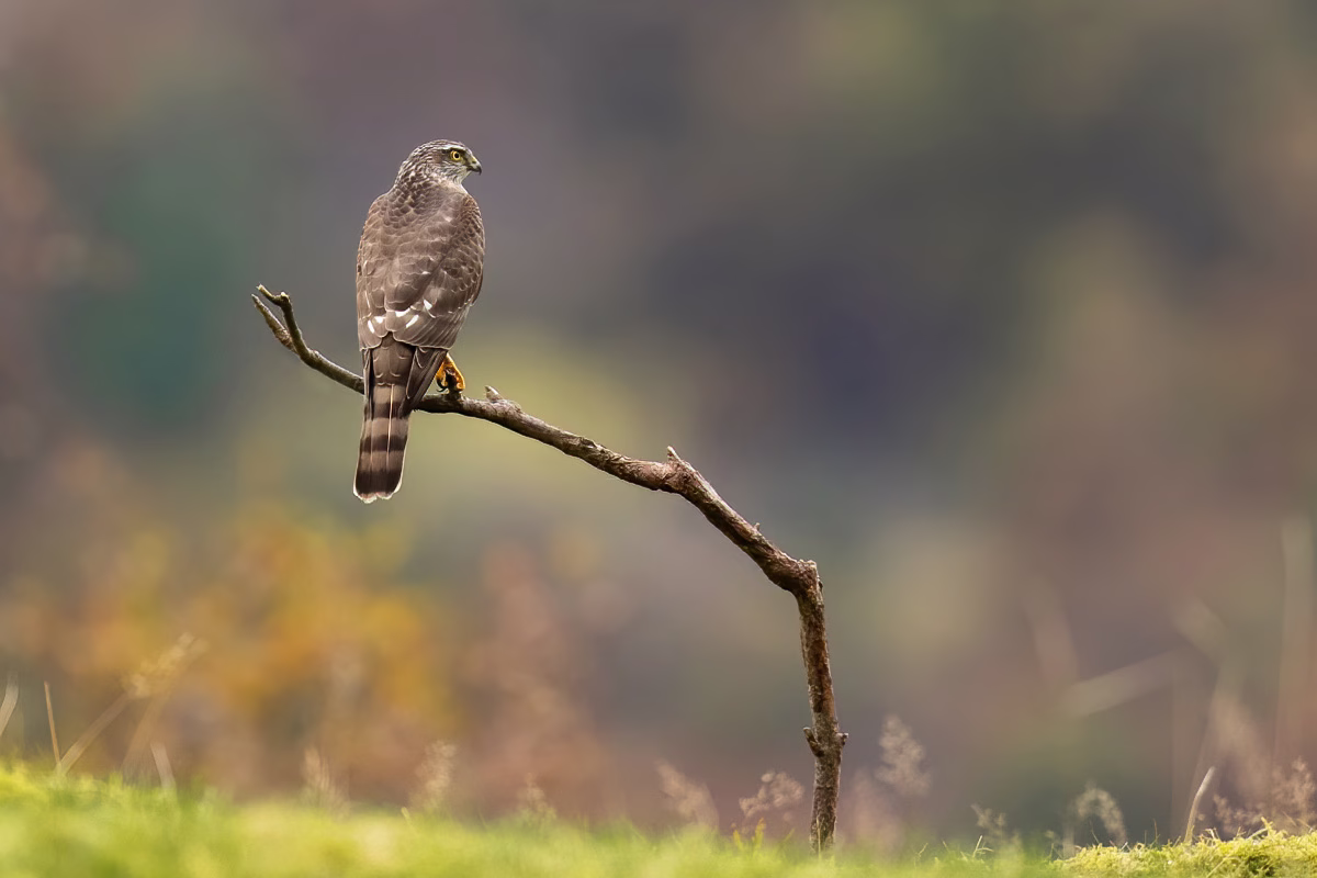 Sparrowhawk resting on a stick