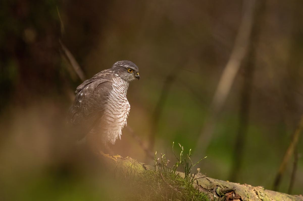 Sparrowhawk resting on a log