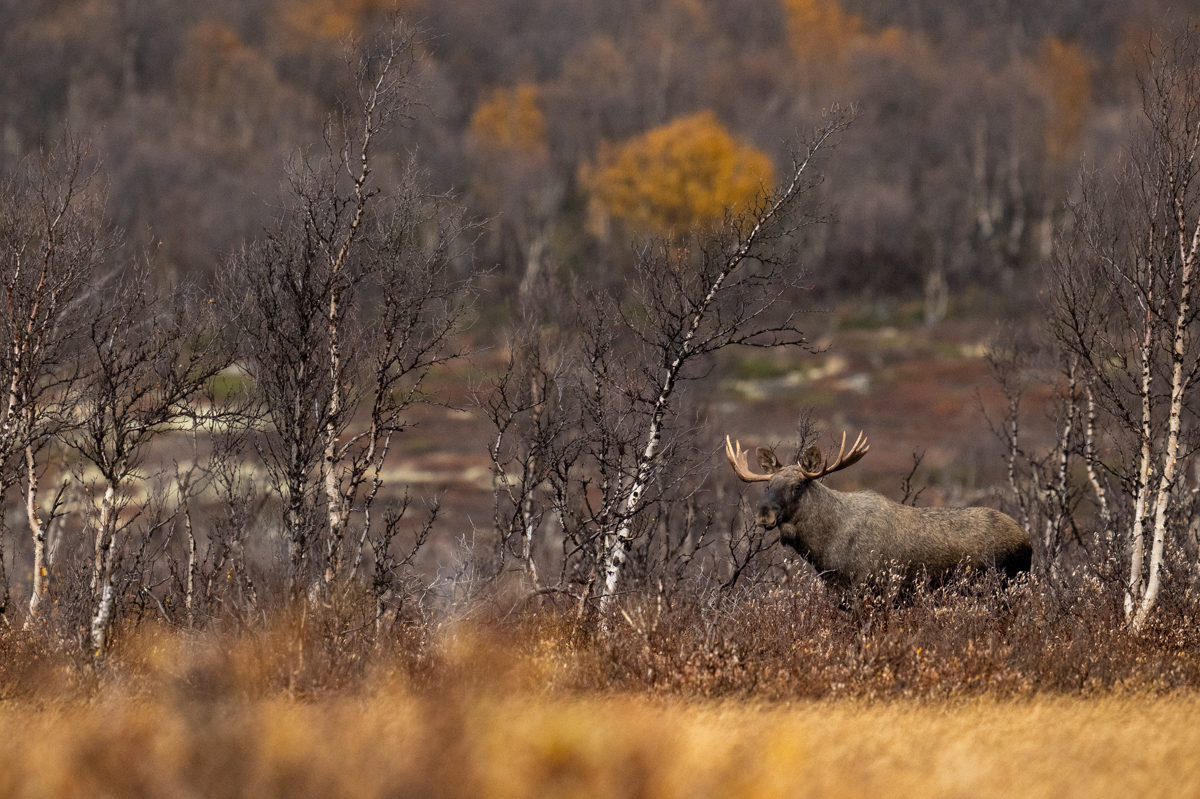 Moose bull in autumn on Fokstumyra