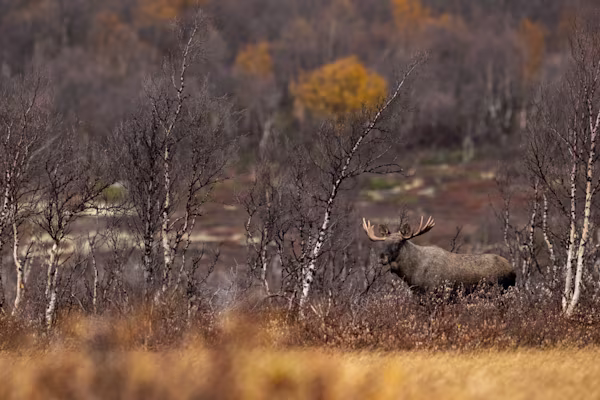 Moose bull in autumn on Fokstumyra