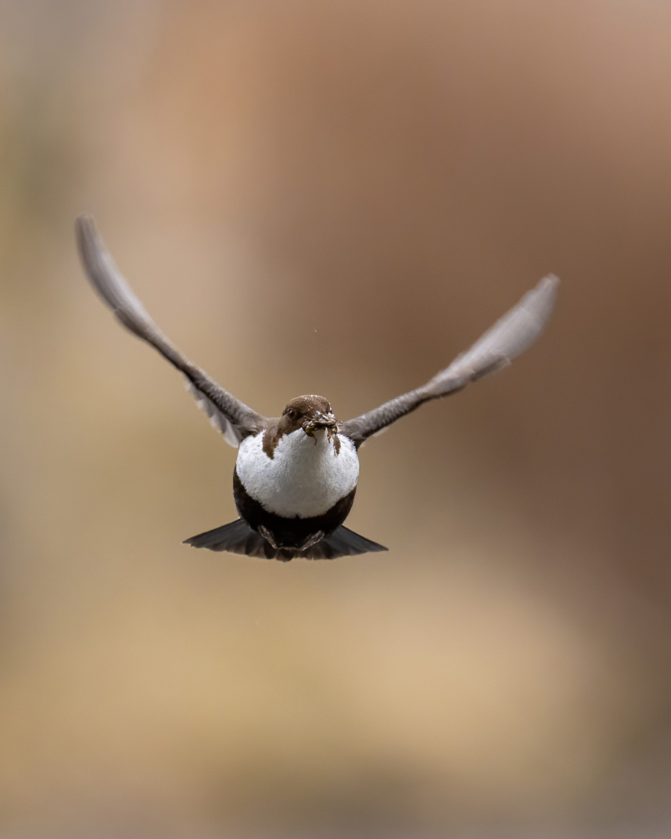 Dipper with food in flight