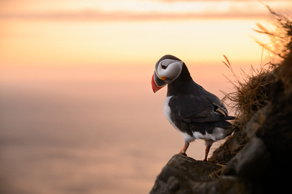 Puffin in sunset