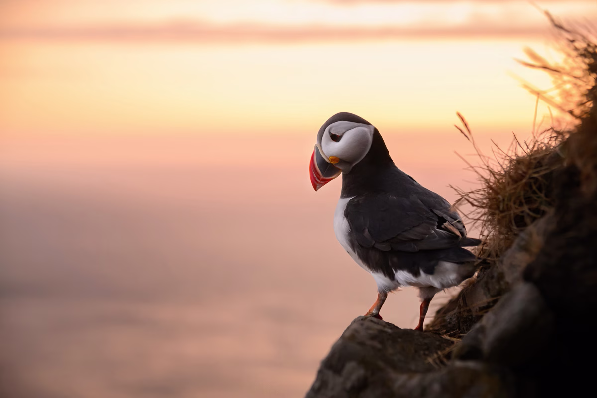 Puffin in sunset