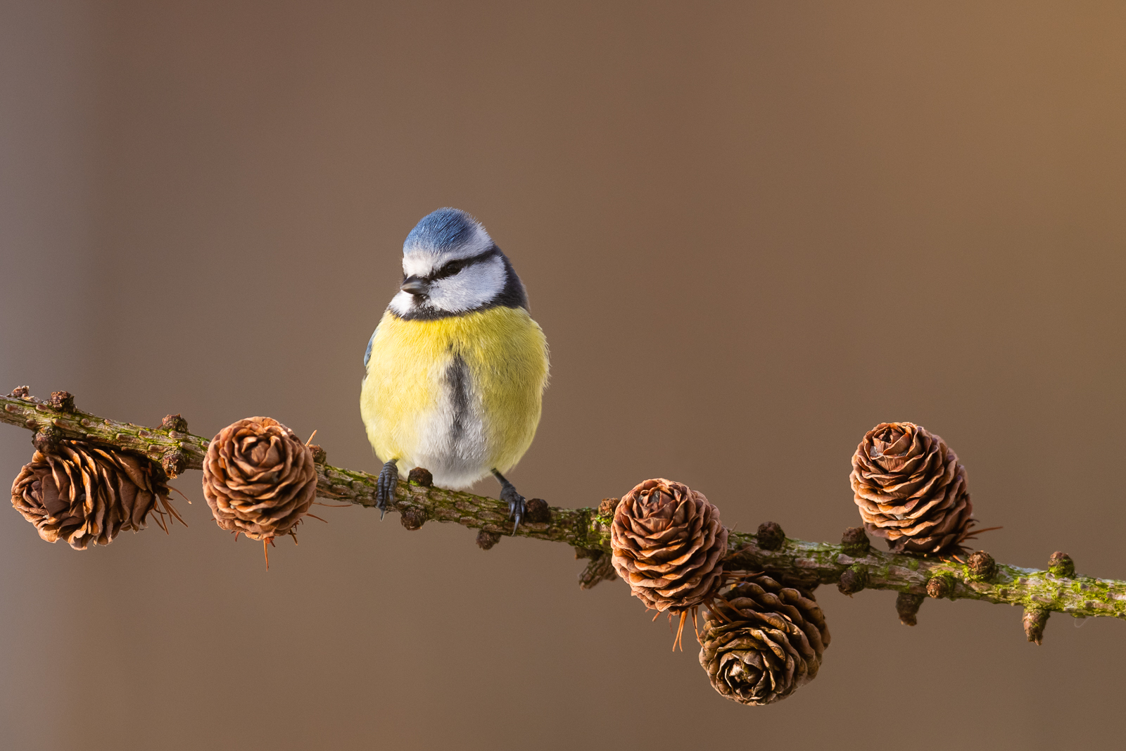 Blue tit and larch cones