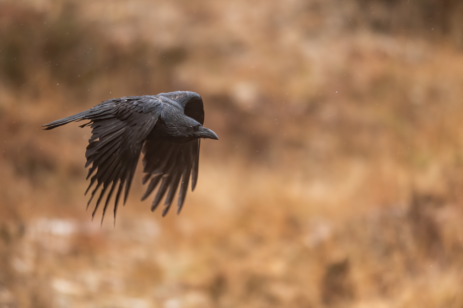 Raven flying by in the rain