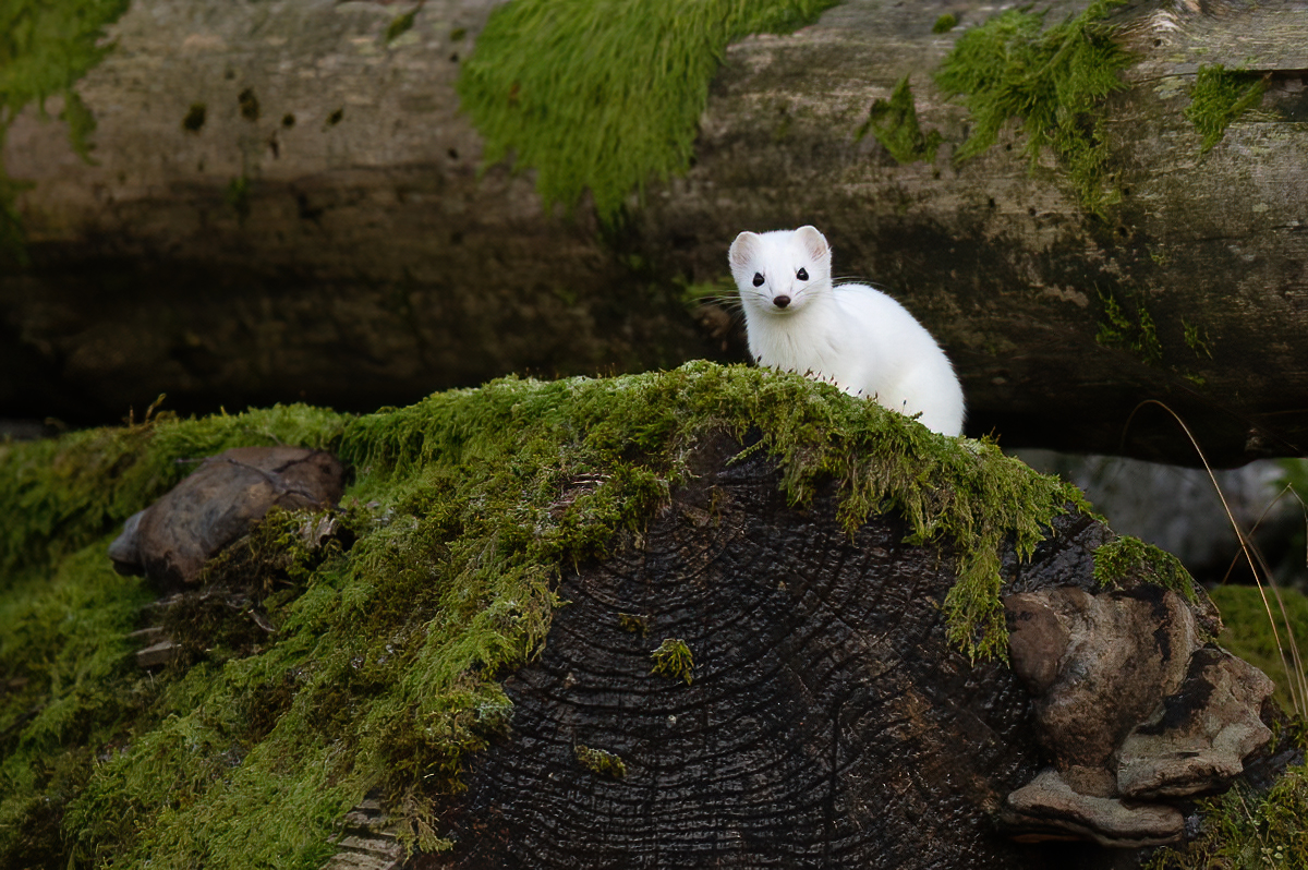 Stoat resting on a log
