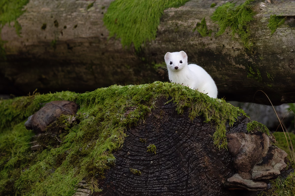 Stoat resting on a log