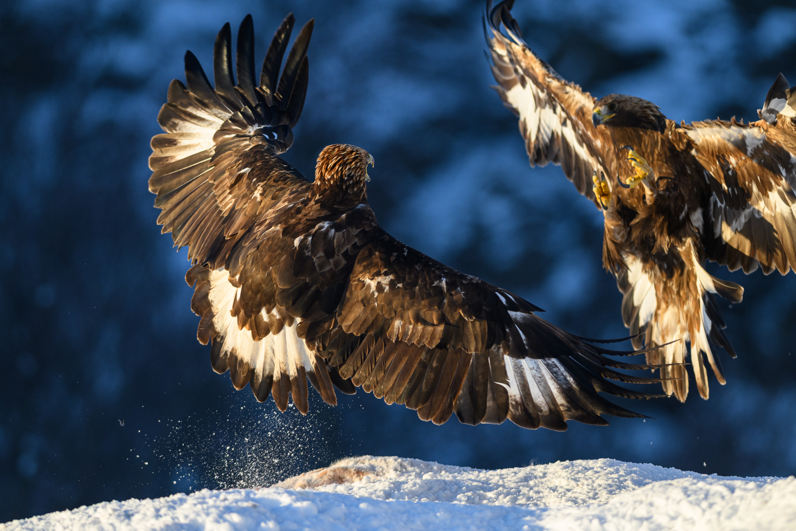 Attack of a golden eagle