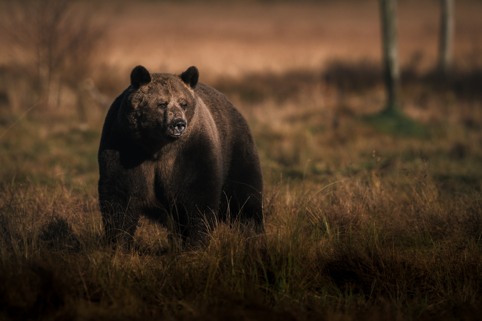 Brown bear emerging in the morning sun