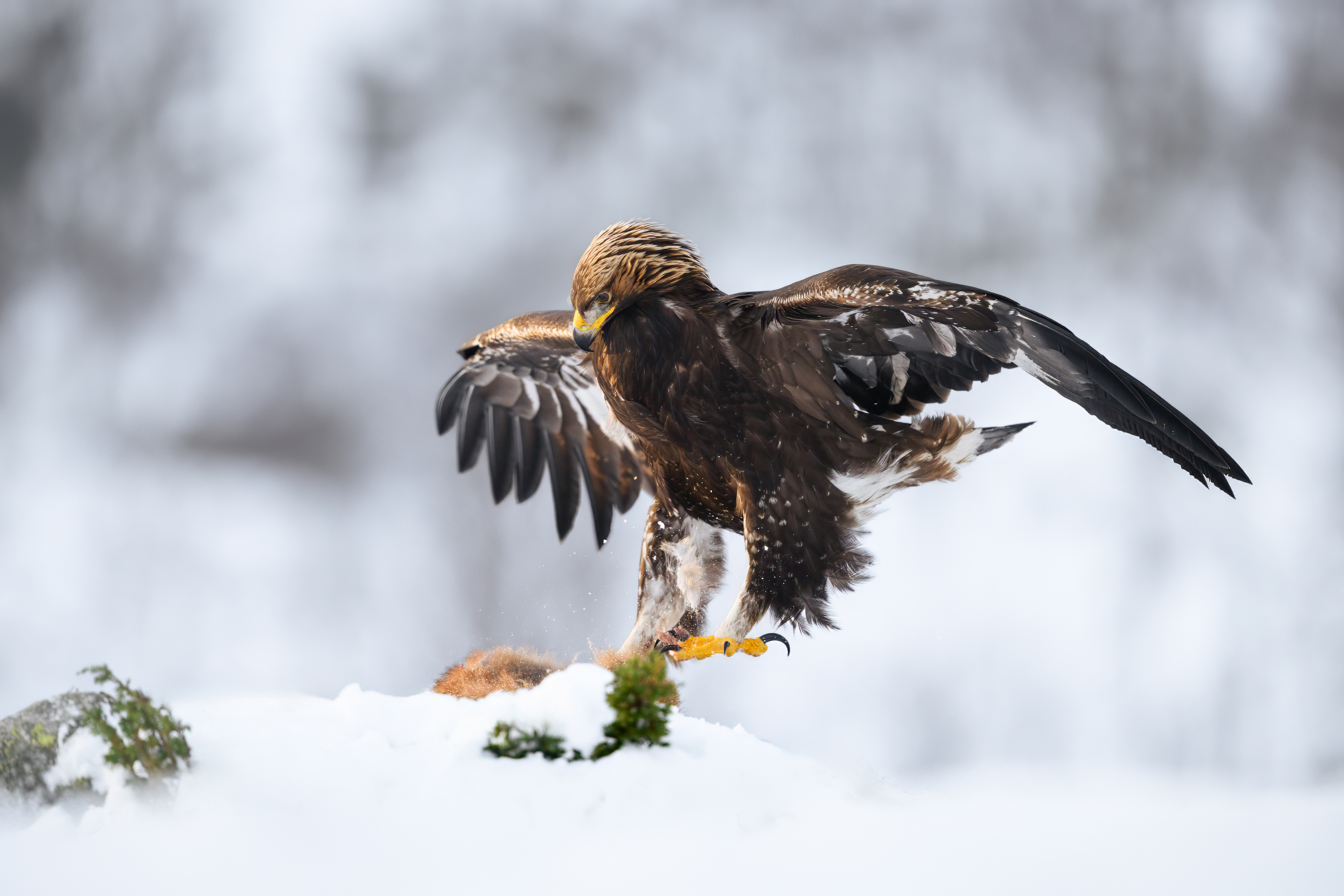 The golden eagle in for landing