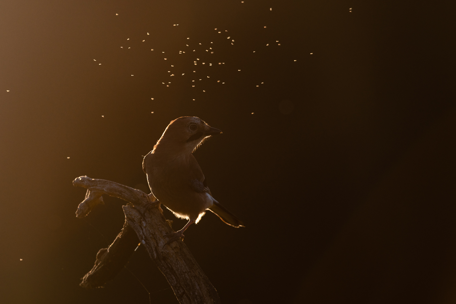Backlit Eurasian jay