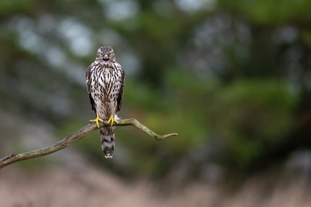Young goshawk making some noise