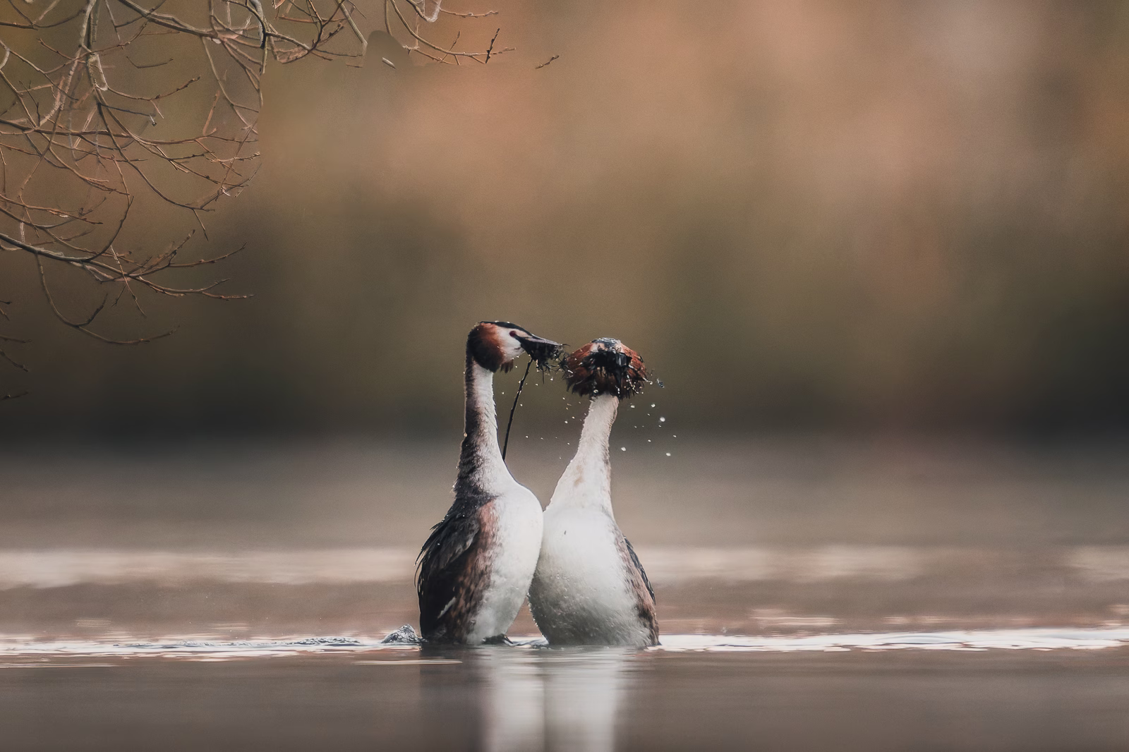 Crested grebes courtshiping