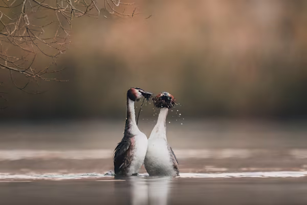 Crested grebes courtshiping