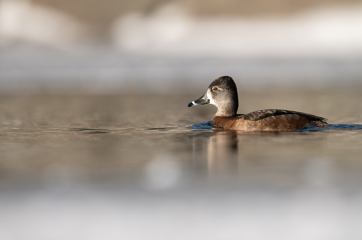 Ring-necked duck on a rare visit