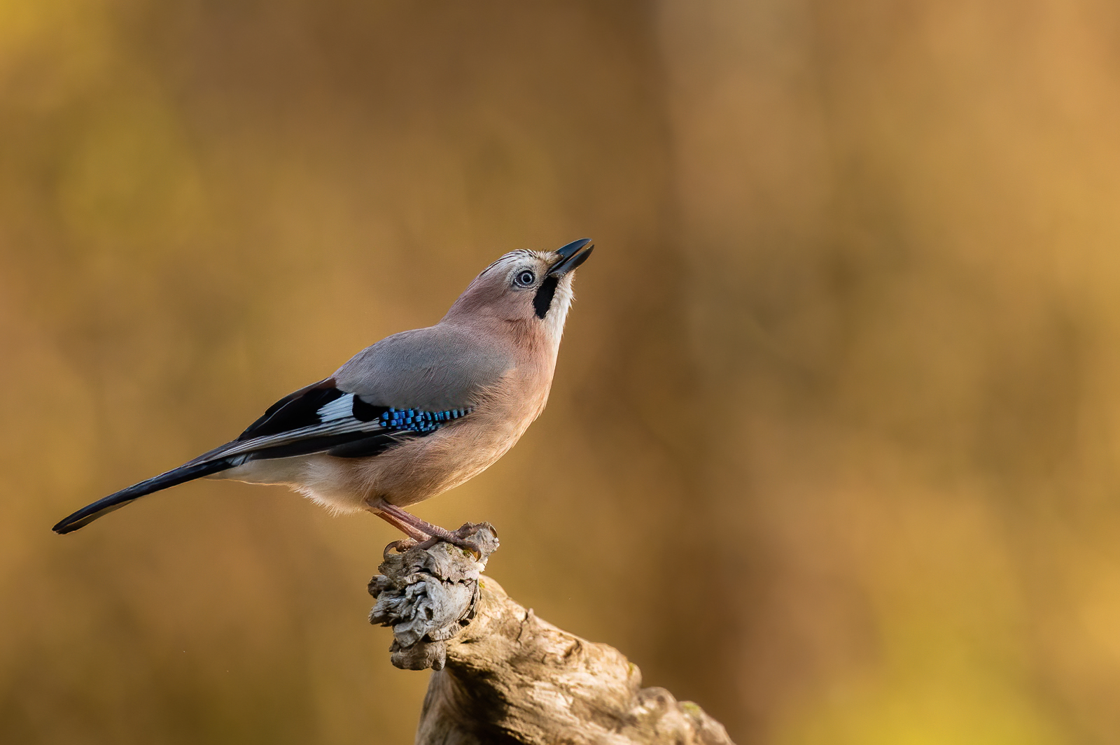 Eurasian jay in golden light