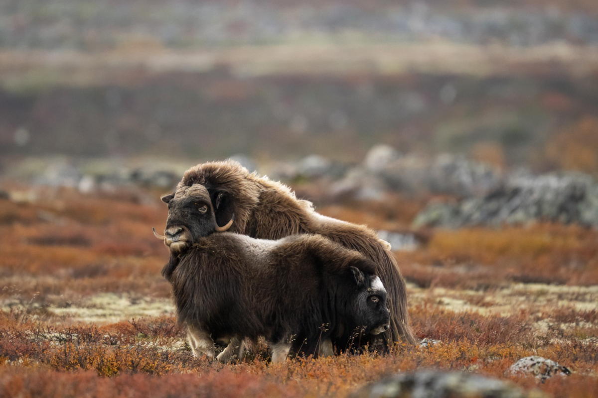 Muskox caring for its calf