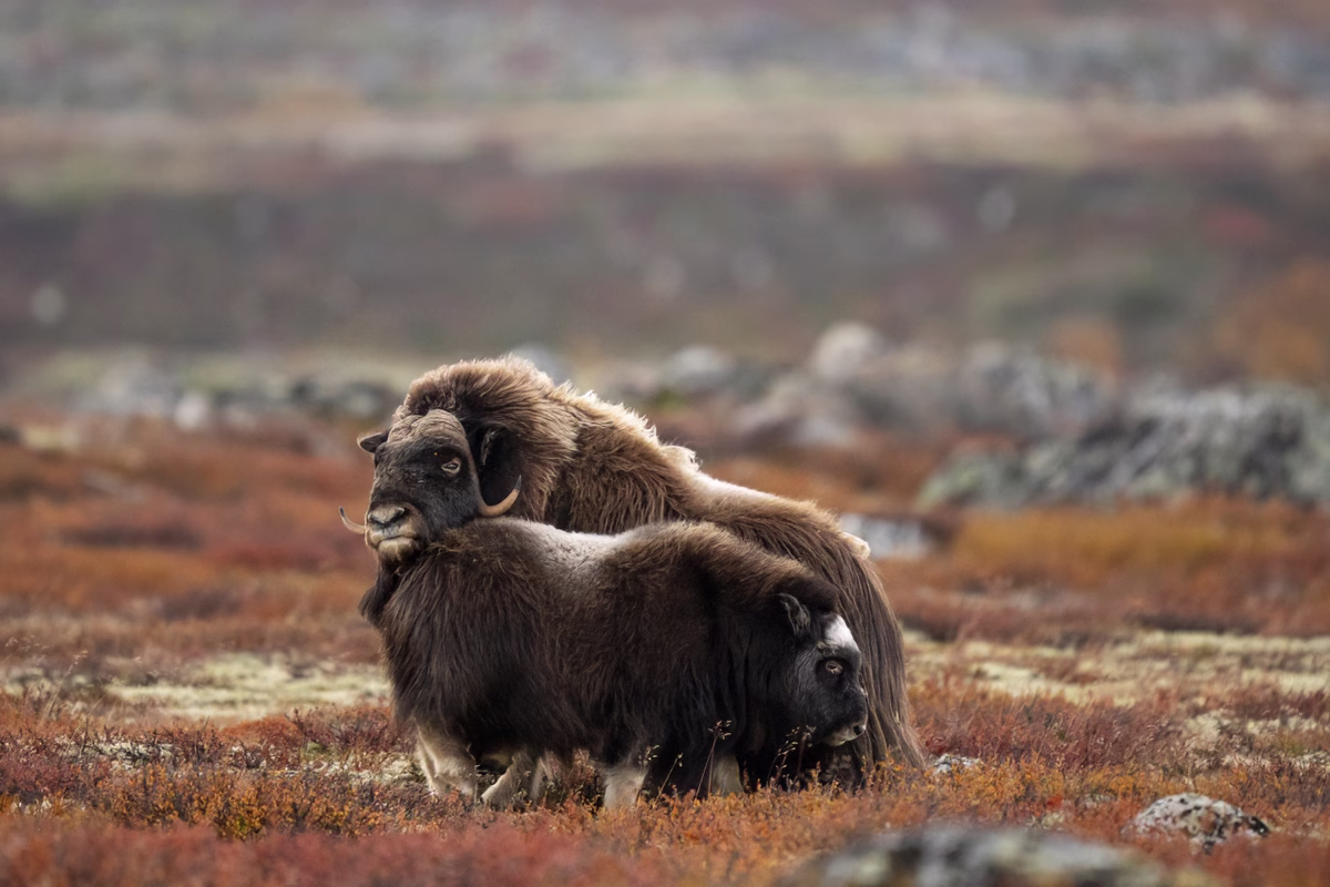 Muskox caring for its calf