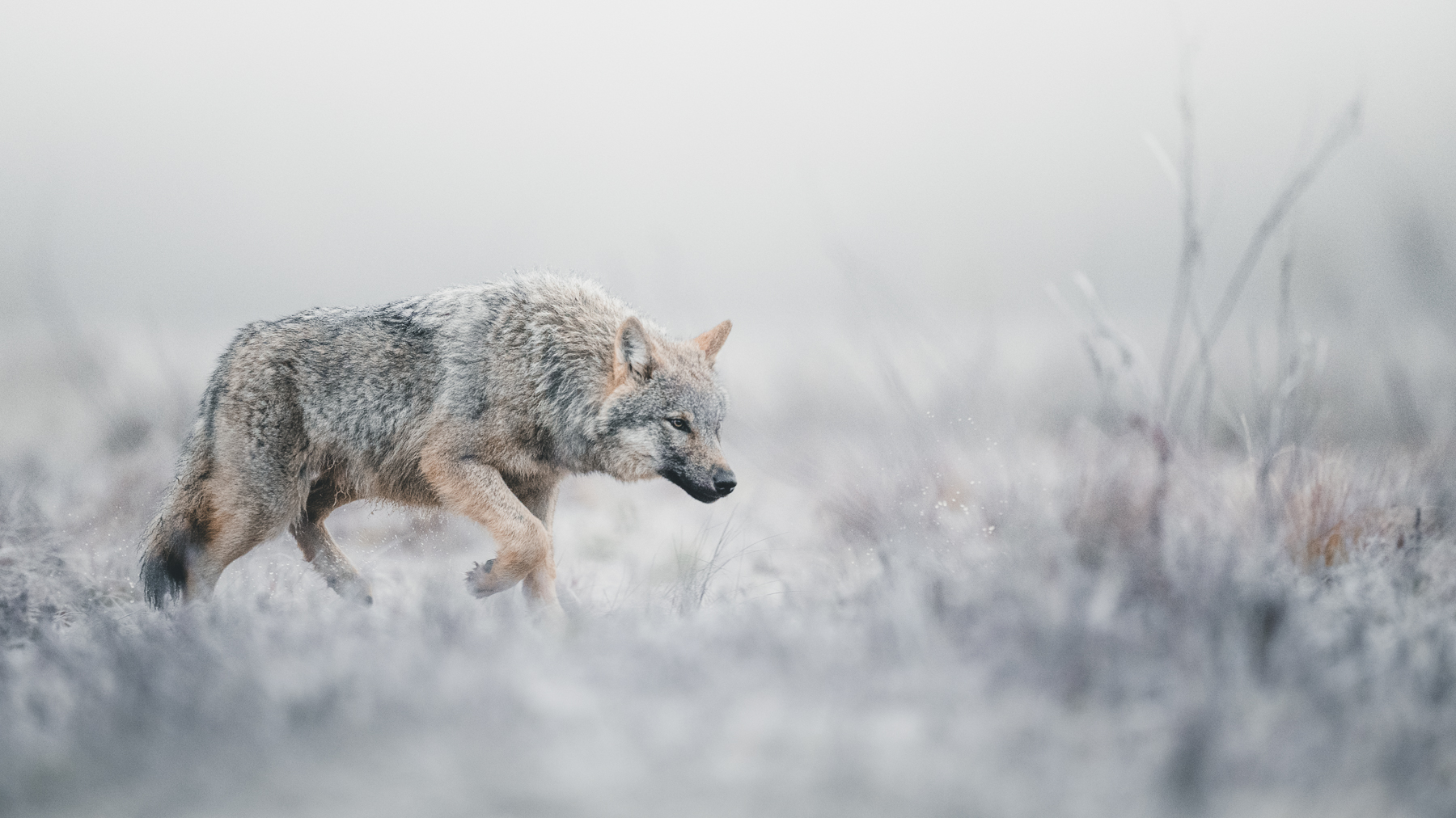 Grey wolf on a frosty marsh