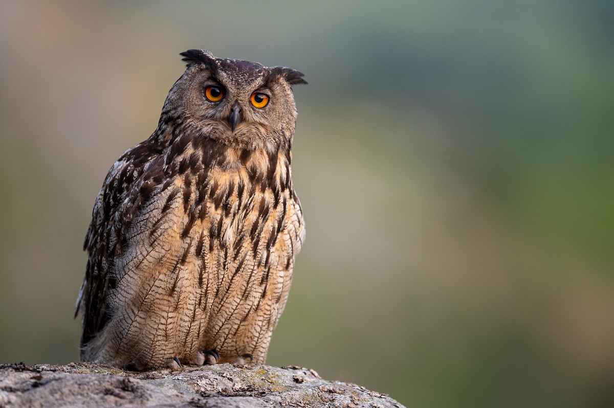 Eagle Owl in soft evening light