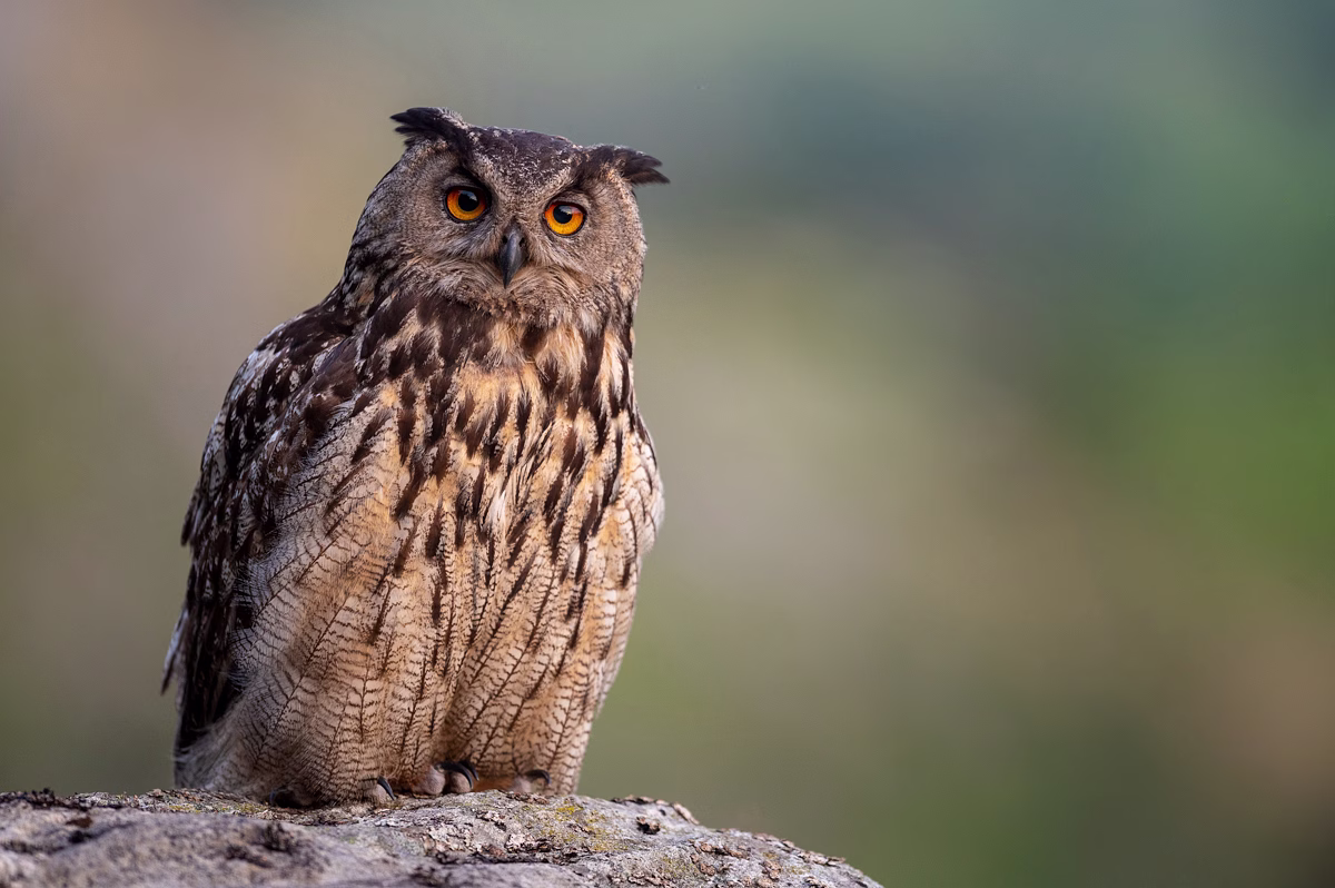 Eagle Owl in soft evening light
