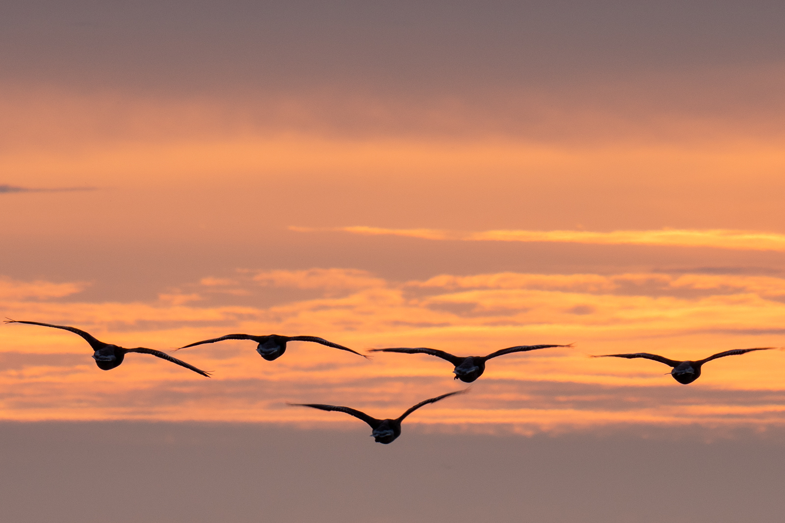 Greylag heading south for the winter