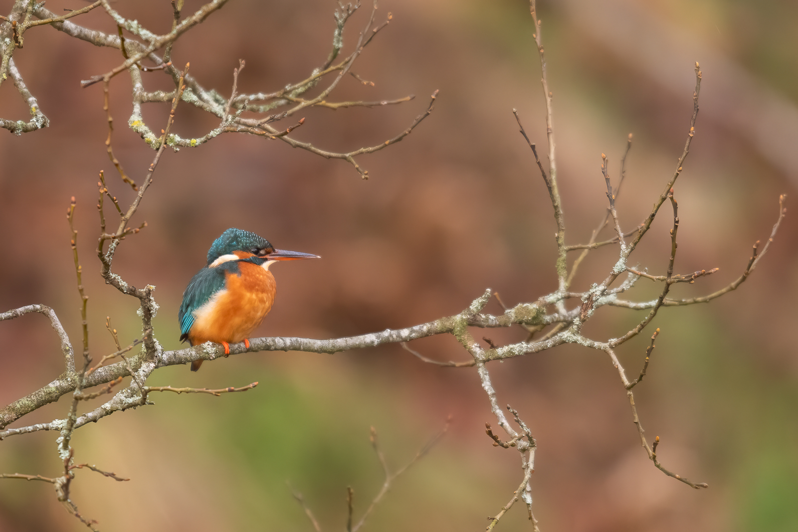 Kingfisher in the tree