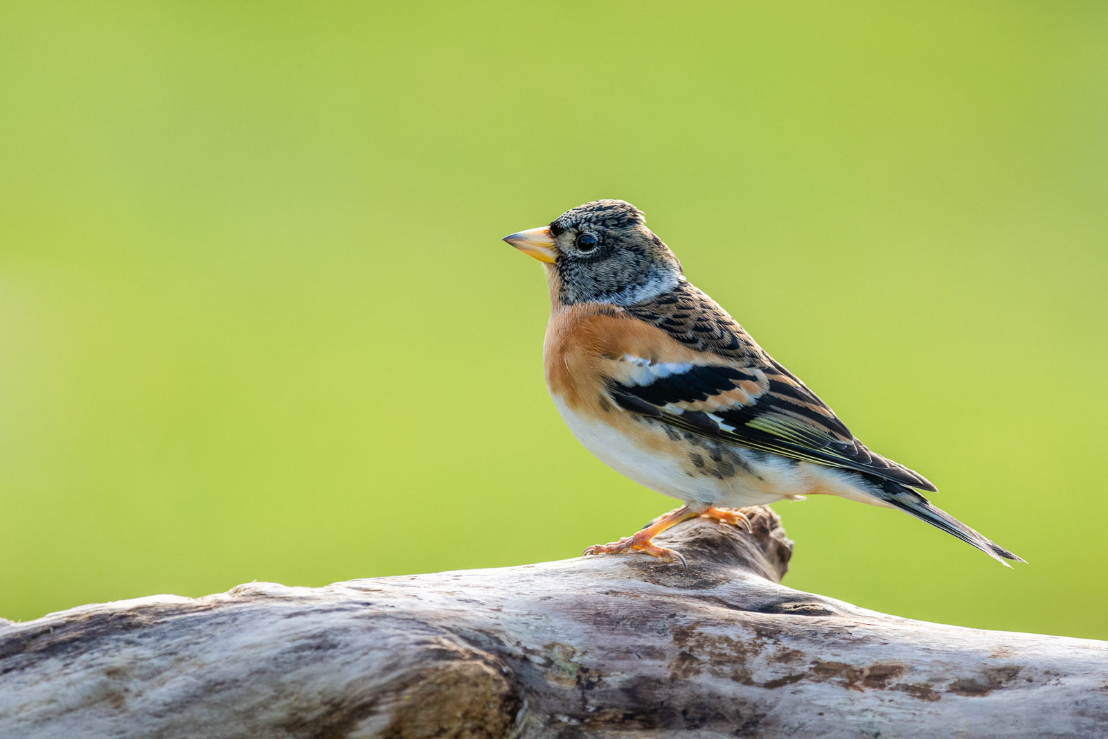Brambling in the garden