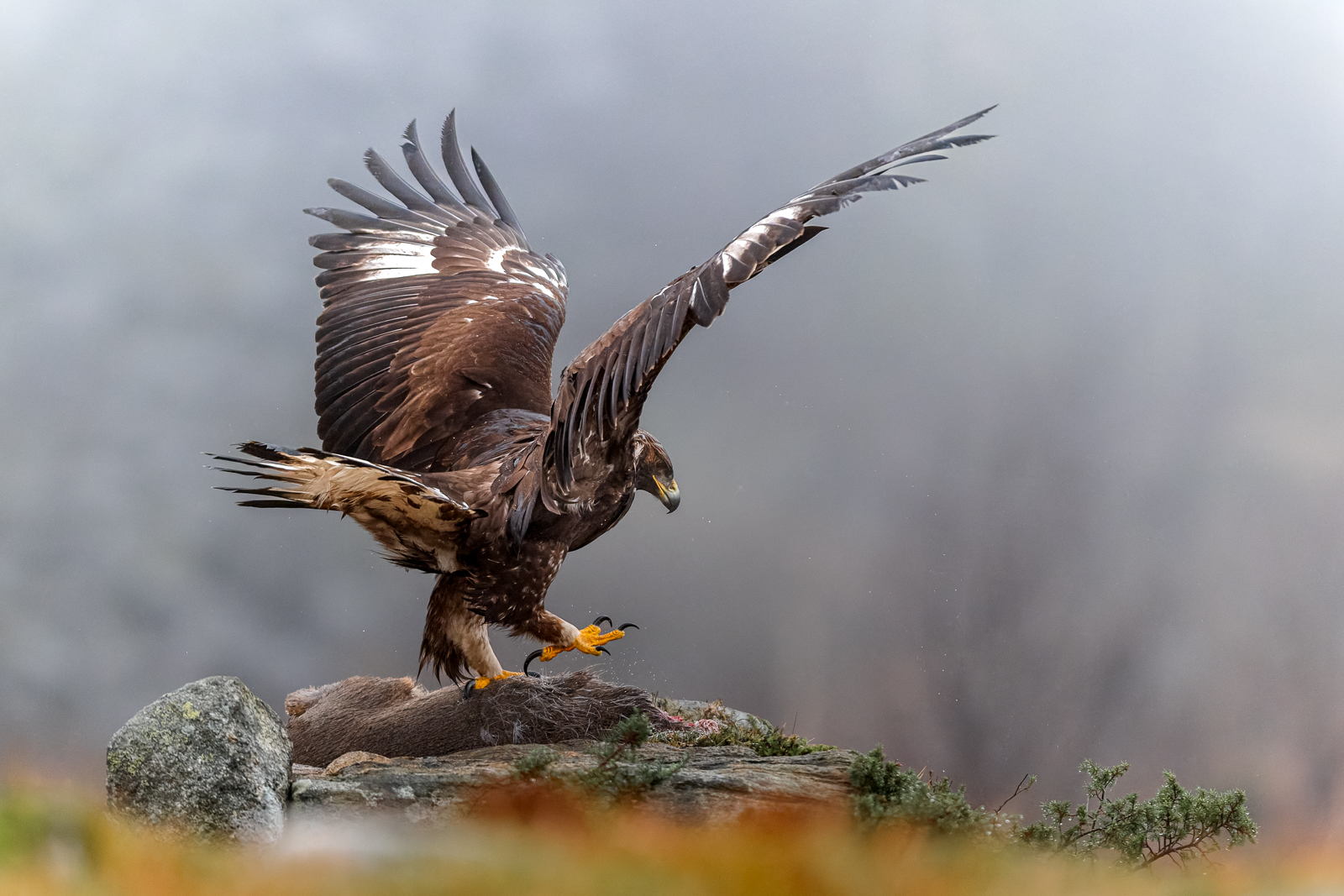 Golden eagle grabbing its prey