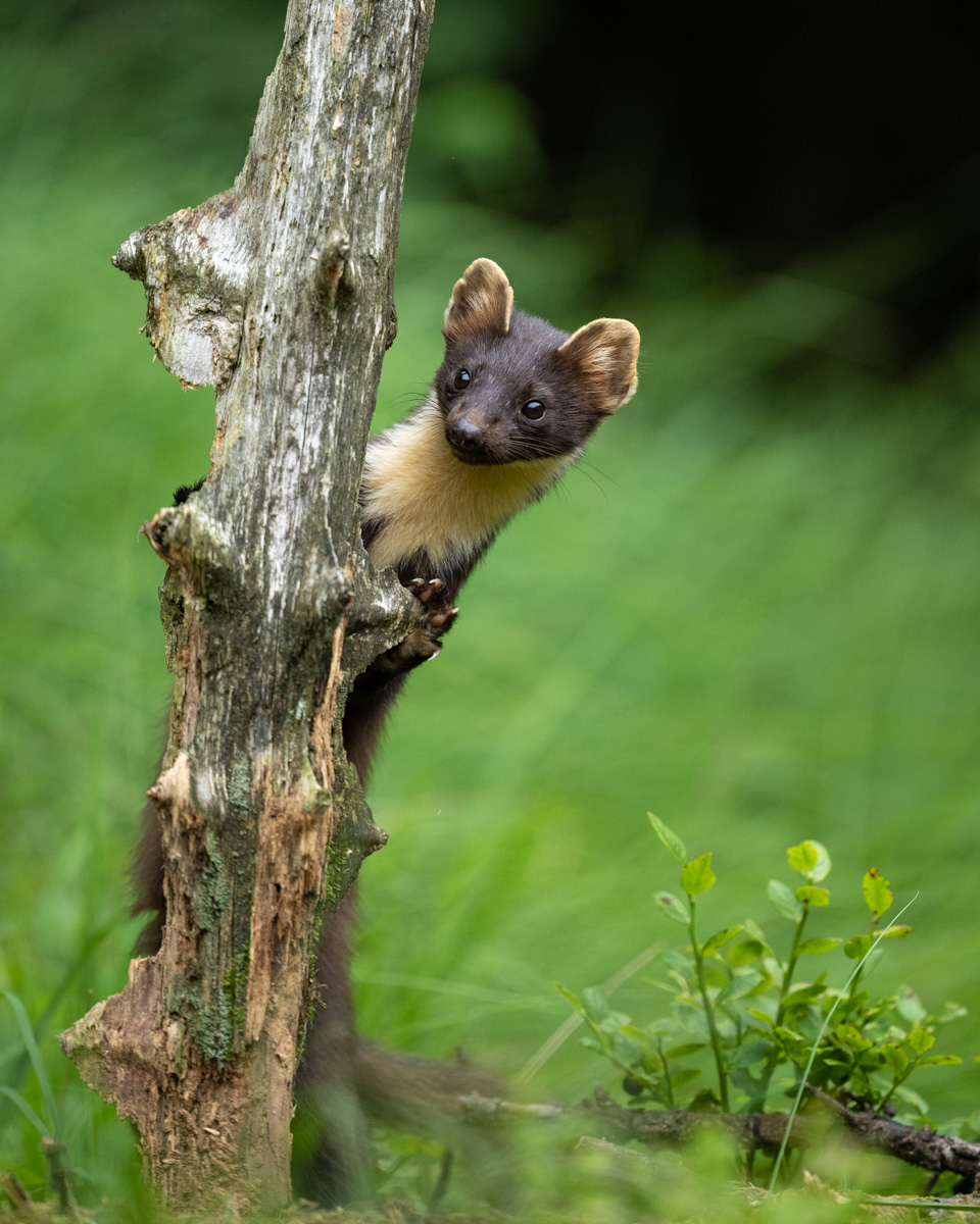 Pine marten climbing an old log