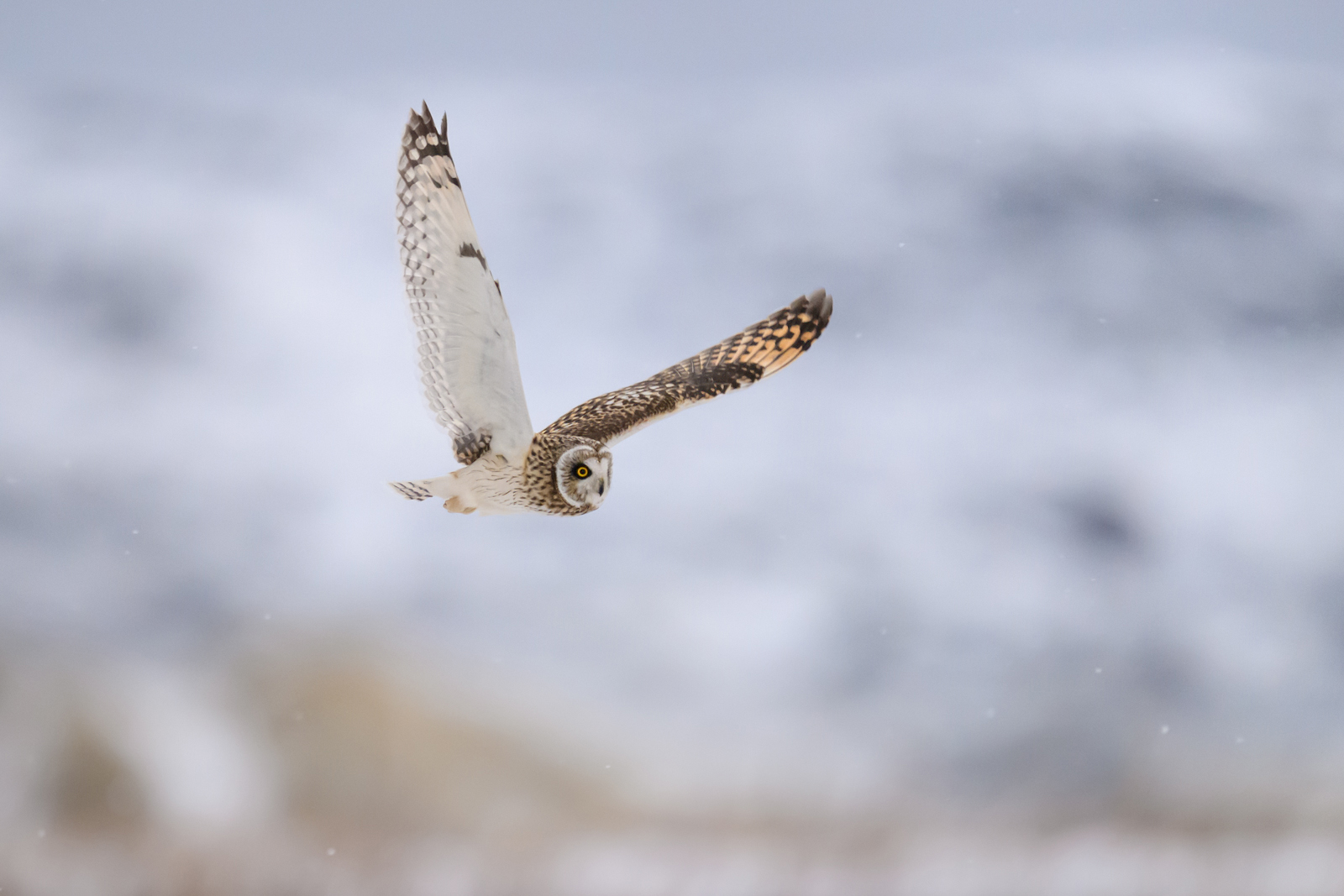 The short-eared owl in snowy weather