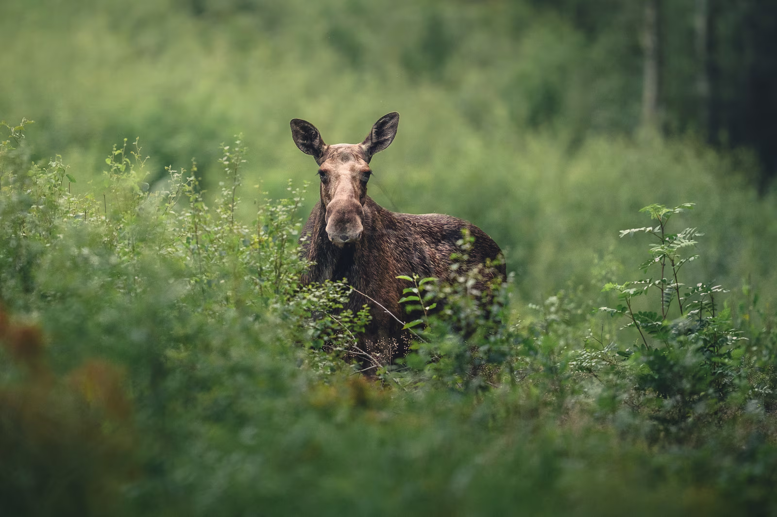 Moose feeding on birch
