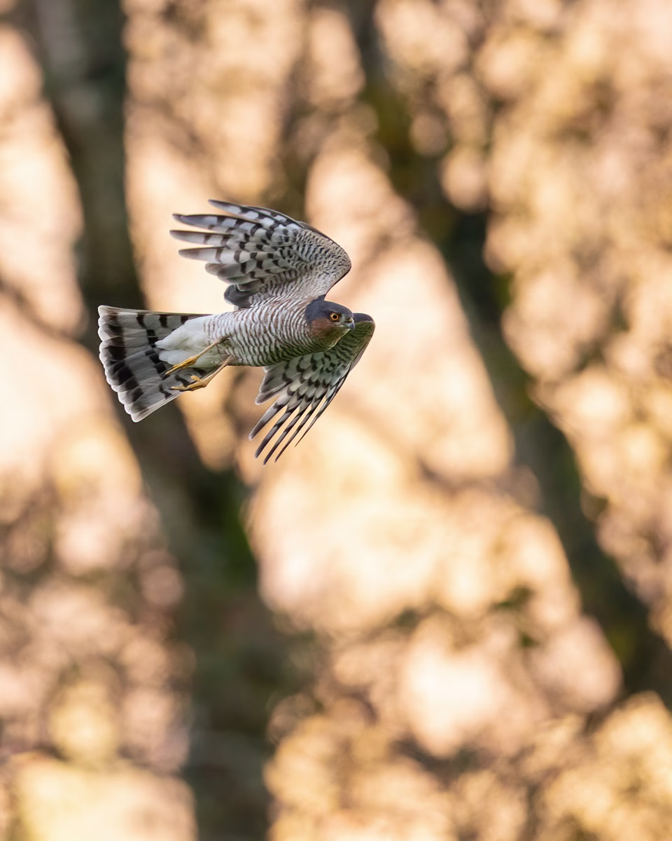 Male sparrowhawk in flight