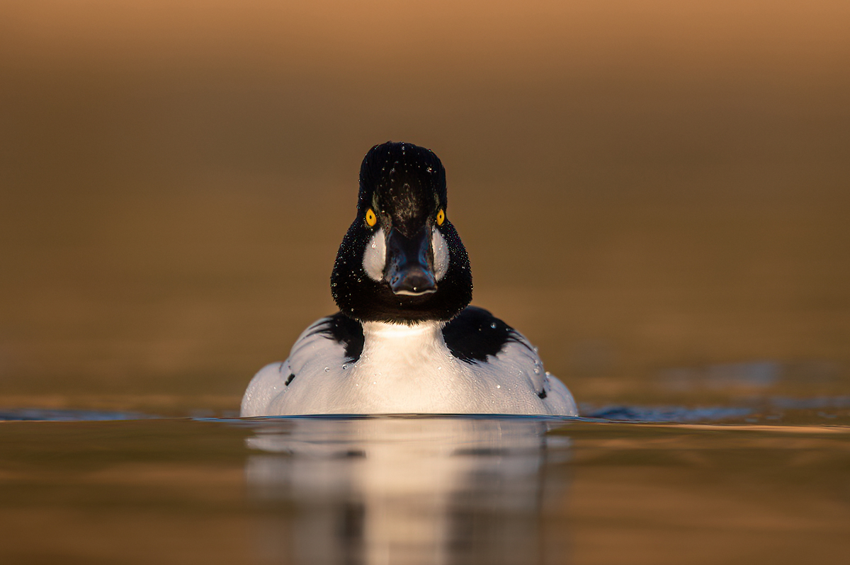 Common goldeneye from a low perspective