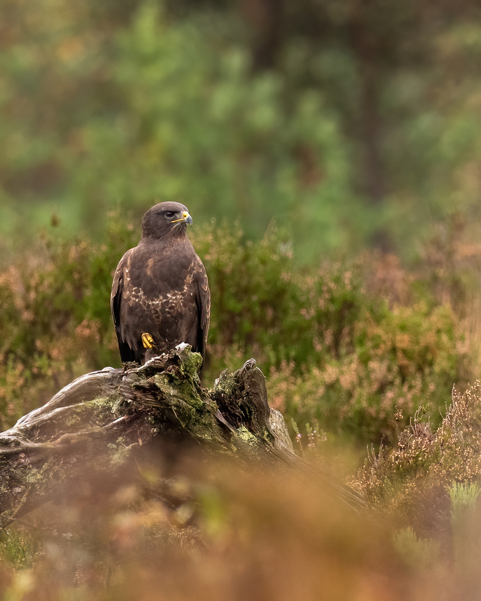 Common buzzard in the heather marsh