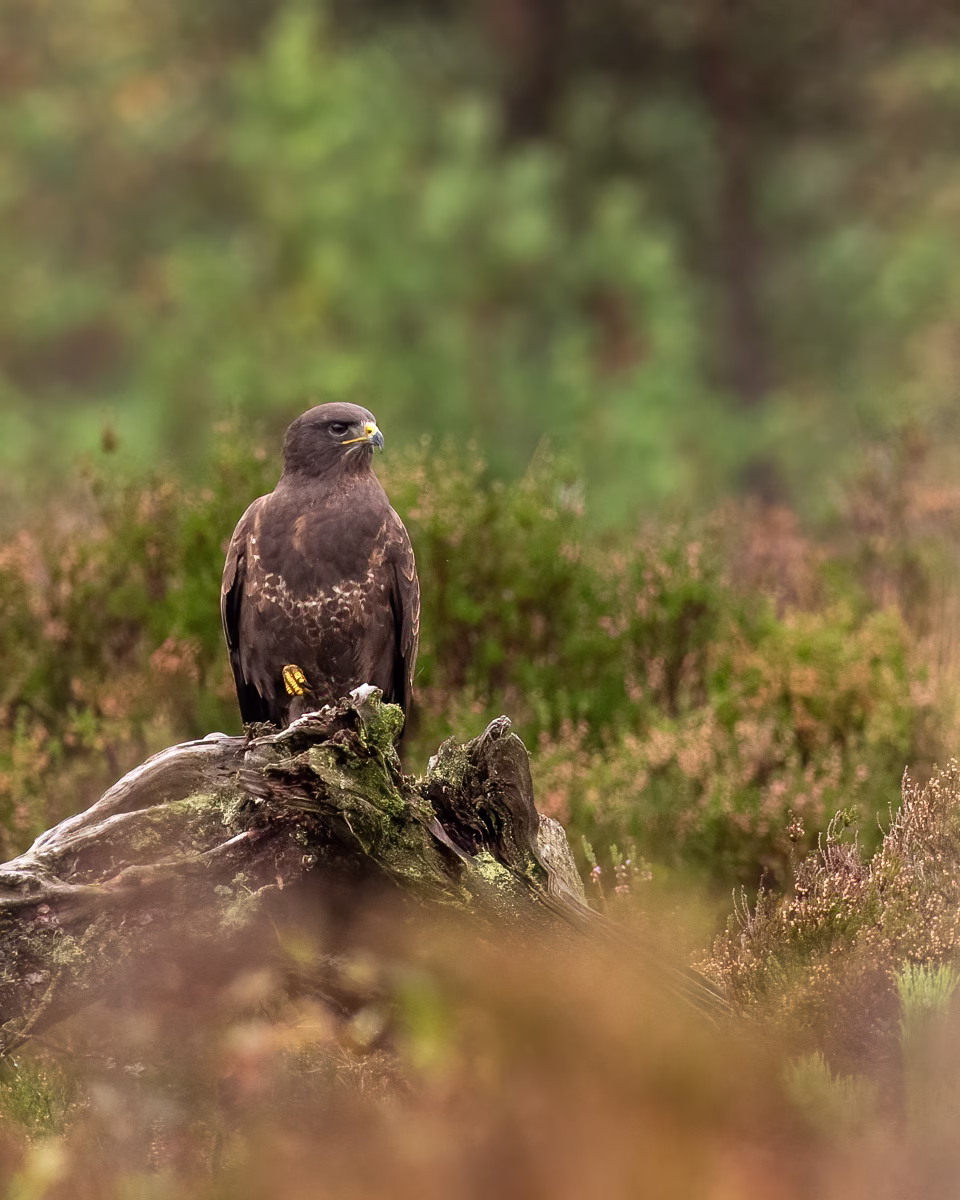 Common buzzard in the heather marsh