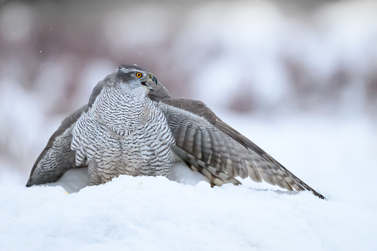 Adult goshawk protecting its prey in the snow
