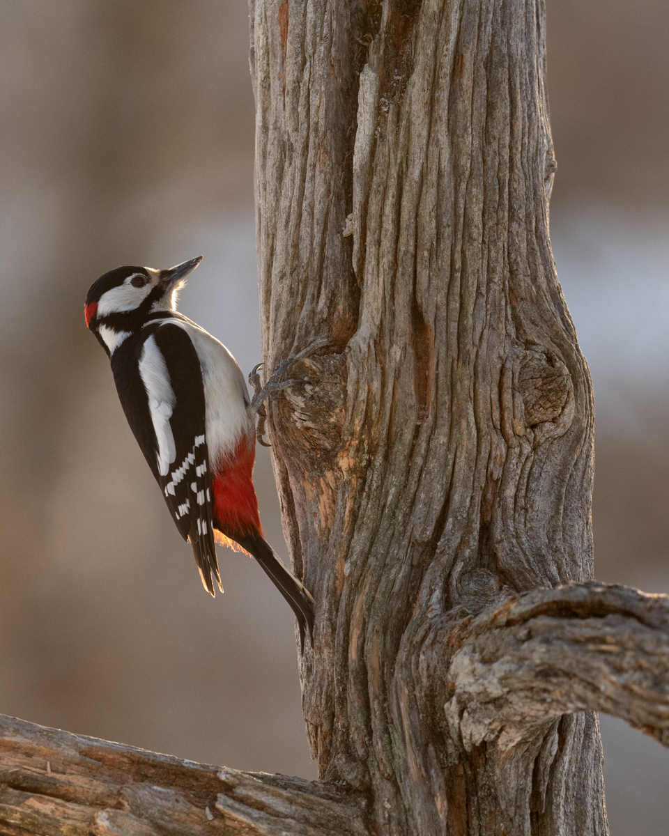 Great spotted woodpecker in the morning light