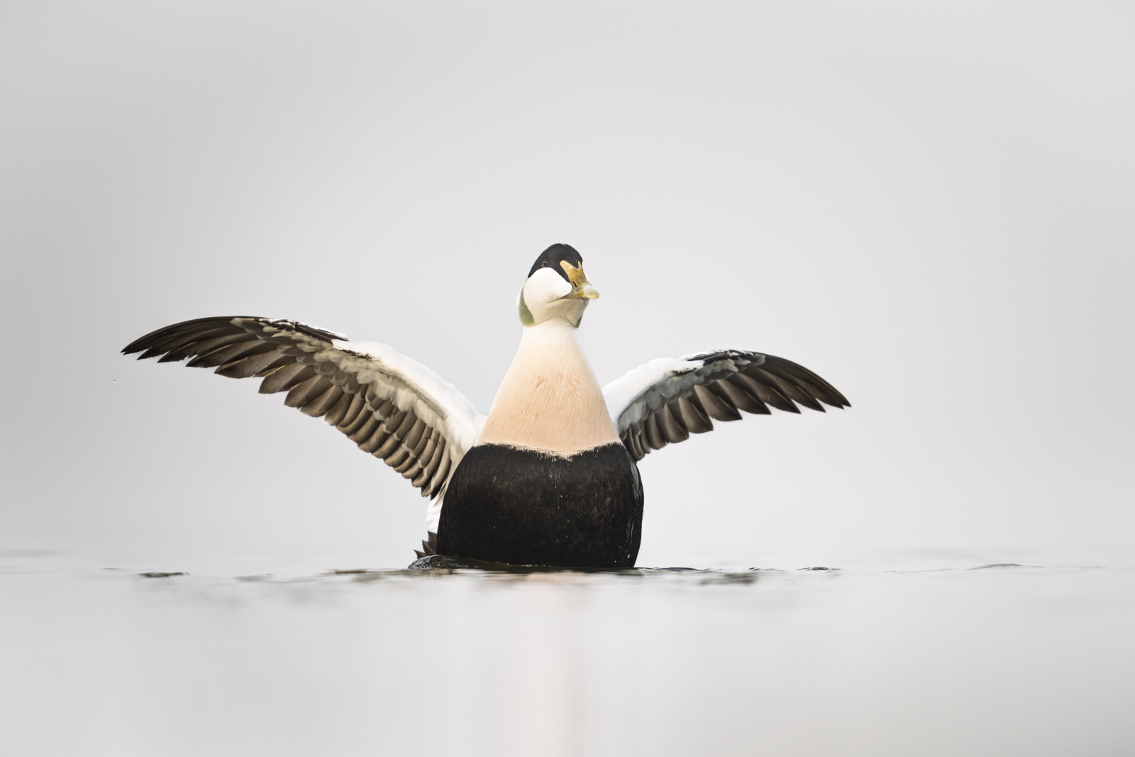 Common eider on the water