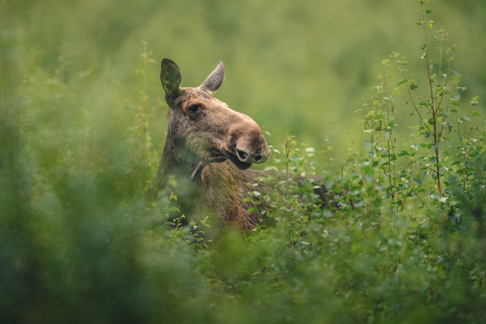 Moose cow in the bushes