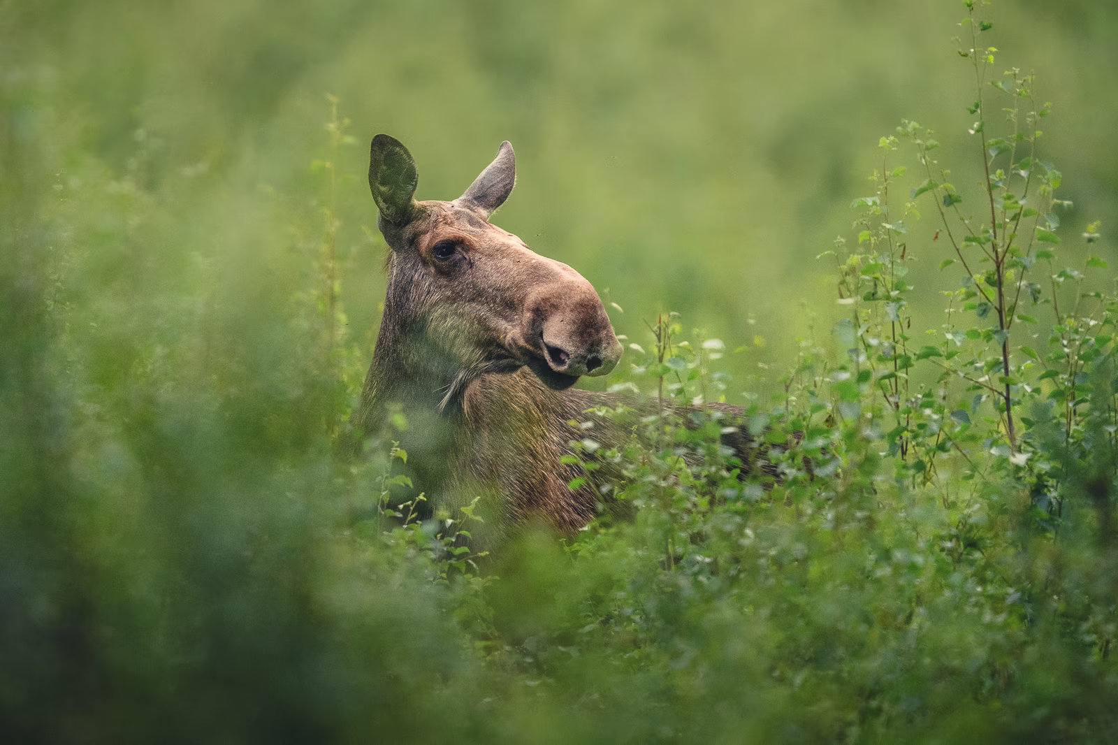 Moose cow in the bushes
