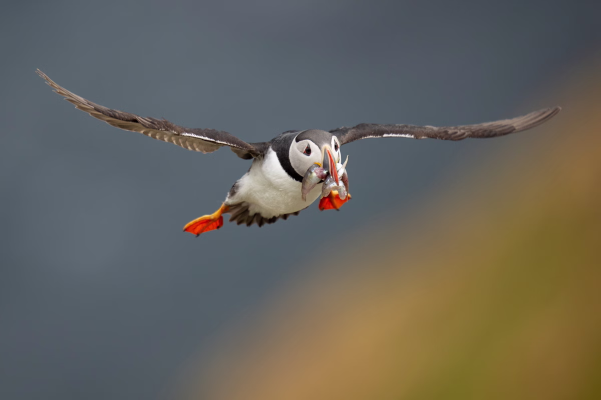 Puffin in flight with fish